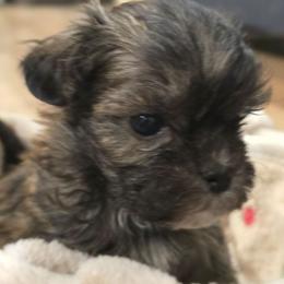 Mikey - Black and white male Shichon puppy in Bradford, Ohio from Ted E. Bear Patch