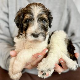 Charlie - Tri-color male Bernedoodle puppy in Louisville, Kentucky from Darlin’s Doodles