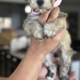 Dachshund and Miniature Schnauzer Puppies from West Valley Schnauzers & Dachshunds