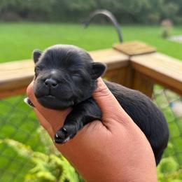 Rolo - Black male Miniature Schnauzer puppy in Dorr, Michigan from Enchanted Paws