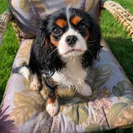 Cavalier King Charles Spaniel puppies from AlKemy Pure Bred