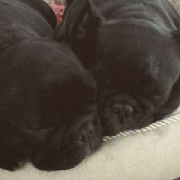 French Bulldogs from Imagine Kennels