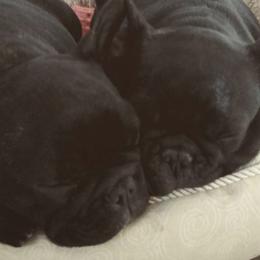 French Bulldogs from Imagine Kennels