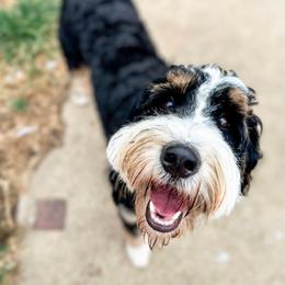 Sophie - Bernedoodle