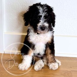 Mochi (White) - Tri-color female Bernedoodle puppy in Rockwall, Texas from Glory Doodles
