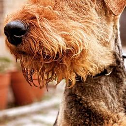 Airedale Terriers from Pilots Acres