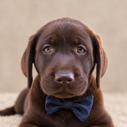 Ranger - Chocolate male Labrador Retriever puppy in Chicago, Illinois from Urbane Retrievers