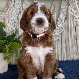 Khloe - Apricot female Goldendoodle puppy in Jonesboro, Arkansas from Honeysuckle Creek Goldendoodles