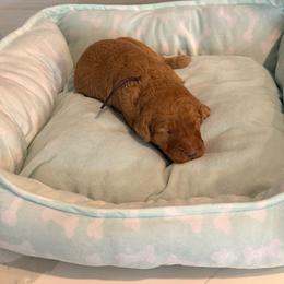 Almost Christmas - Apricot female Goldendoodle puppy in Houston, Texas from Were The Mack'Doodles Mack’Poodles