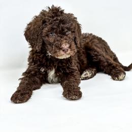 Freddie - Chocolate male Labradoodle puppy in Davison, Michigan from Dreaming Doodles