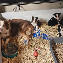 Tiffany - Border Collie