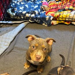 Aemond - Lilac tri-color male American Bully puppy in Henderson, Kentucky from Medusa’s Bullies