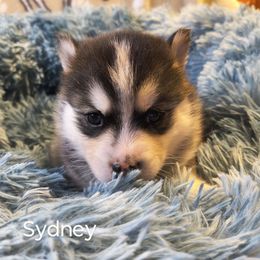 Sydney - Silver and white female Pomsky puppy in Blackfoot, Idaho from Snake River Pomskys