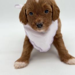 Charlotte - Red female Aussiedoodle puppy in Claremont, North Carolina from Magnolia Grove Farms
