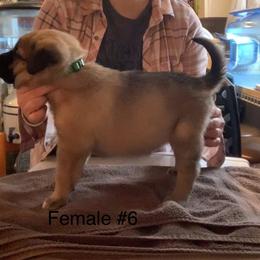 Female 6 - Fawn female Anatolian Shepherd Dog puppy in Daggett, Michigan from T&S Anatolians