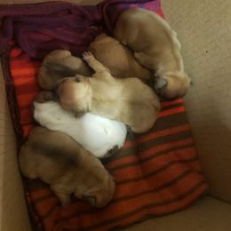 French Bulldog Puppies from Kelli's Frenchies