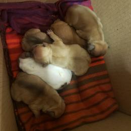 French Bulldog Puppies from Kelli's Frenchies