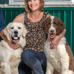 Aussiedoodles, Goldendoodles, and Golden Retrievers from Doodle Patch Farm