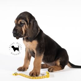 Yellow Girl - Black and tan Bloodhound puppy in Wamego, Kansas from Flint Hills Hounds