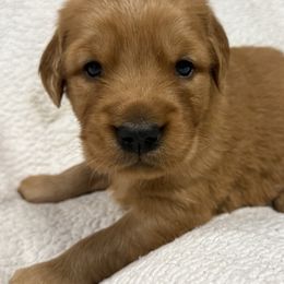 Pink Girl - Golden female Golden Retriever puppy in Rockwell, North Carolina from KnL Golden Acres