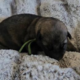 Shiloh Shepherd Puppies from SilverLiningShilohs