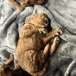 Poodles from Curly Carmine Acres