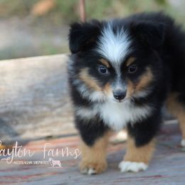 Miniature Australian Shepherd and Toy Australian Shepherd Puppies from Clayton Farms Australian Shepherds