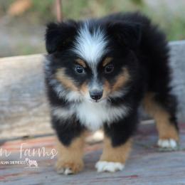 Miniature Australian Shepherd and Toy Australian Shepherd Puppies from Clayton Farms Australian Shepherds