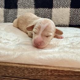 Boy 5 - Cream male Dachshund puppy in Franklin, Tennessee from Wendy's Weenies