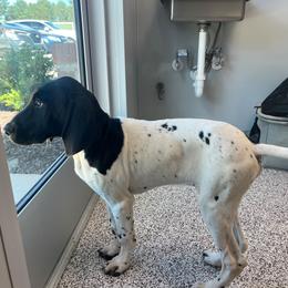 Black Boy 9302 - Black and white male German Shorthaired Pointer puppy in Spring Hope, North Carolina from Hogan’s Lowrider Hounds