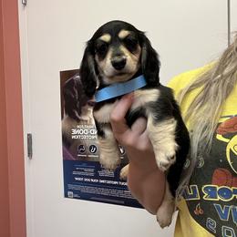 Dachshund Puppies from Appalachian Dachshunds
