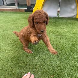 Copper - Red  male Poodle puppy in Mount Vernon, Illinois from AMC Poodles