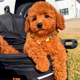 CUPCAKE - Red female Maltipoo puppy in Sugar Land, Texas from Celebrity Maltipoos