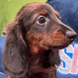 Lilah - Black and tan female Dachshund puppy in Cabool, Missouri from Dachshund's of Country Magic Farms in Missouri