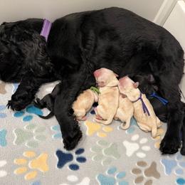 Cocker Spaniel puppies from Ray of Sunshine Spaniels LLC