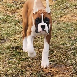 Sassy - Fawn female Boxer puppy in Toledo, Ohio from Julie Wilmore Olympic Boxers