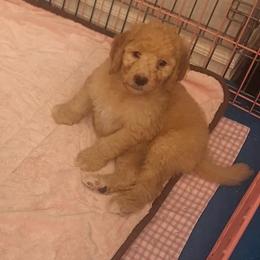Bernedoodle Puppies from Jersey Girl's Doodles
