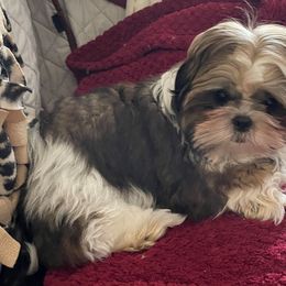 Boy 2 - Brindle Shih Tzu puppy in Lebanon, Tennessee from Jan’s Shihtzus