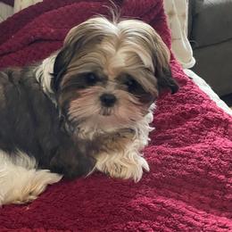 Boy 2 - Brindle Shih Tzu puppy in Lebanon, Tennessee from Jan’s Shihtzus