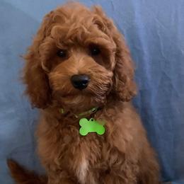 Australian Labradoodles from Primetime Australian Labradoodles