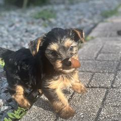 Female - Black and tan Yorkshire Terrier puppy in Florida from Love Byrd Yorkies