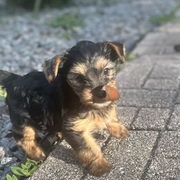 Female - Black and tan Yorkshire Terrier puppy in Florida from Love Byrd Yorkies