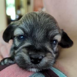 Girl 2 - Black and tan brindle female Havanese puppy in Mocksville, North Carolina from A New Hope Havanese