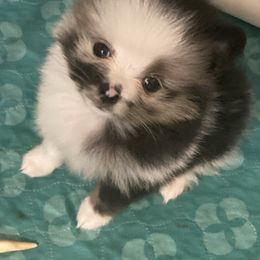 Pomeranian Puppies from Yates Pomeranians