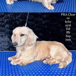 Link - Dachshund