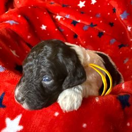Yellow (aka Purple) collar girl - Phantom female Poodle puppy in Huntsville, Alabama from Flint River Poodles