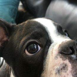 Boston Terrier Puppies from Columbus Boston Terriers