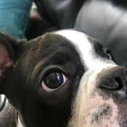Boston Terrier Puppies from Columbus Boston Terriers