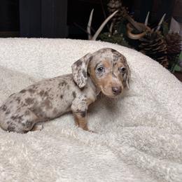 Melody - Dapple female Dachshund puppy in Washburn, Tennessee from Clinch Mountain Dachshunds
