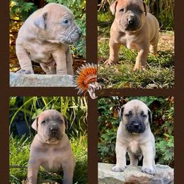 3rd Pick - Fawn male Boerboel puppy in Pennsylvania from Cold River Boerboels